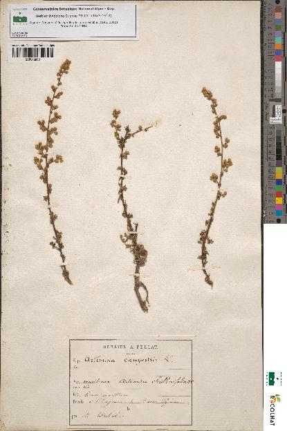 spécimen de Artemisia campestris