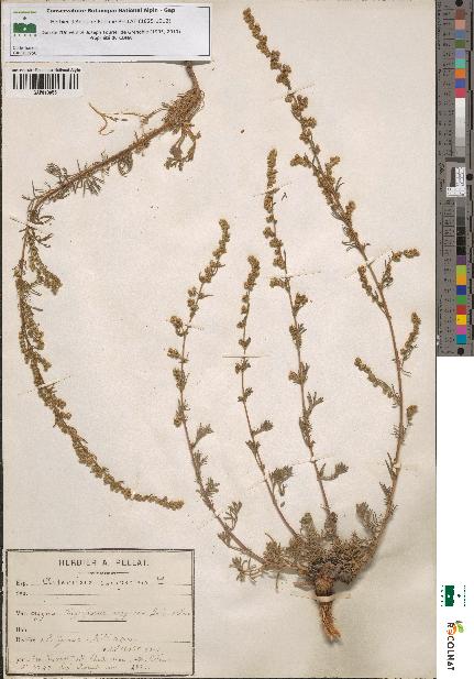 spécimen de Artemisia campestris