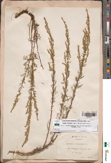 spécimen de Artemisia campestris