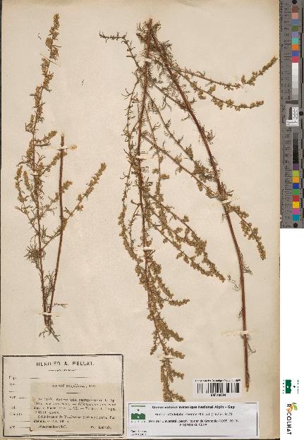 spécimen de Artemisia campestris