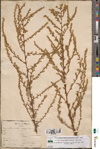 spécimen de Artemisia campestris