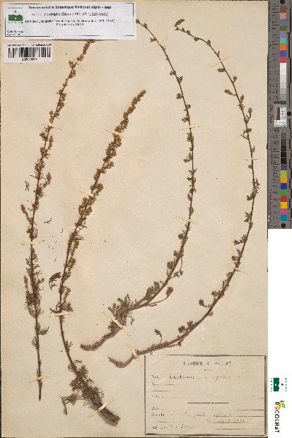 spécimen de Artemisia campestris