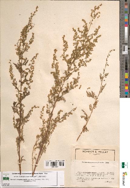 spécimen de Artemisia annua