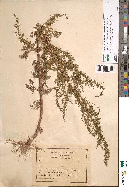 spécimen de Artemisia annua