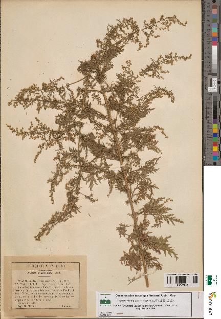 spécimen de Artemisia annua