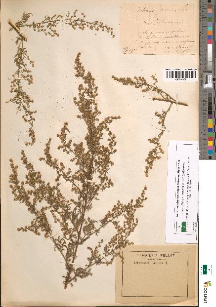 spécimen de Artemisia annua