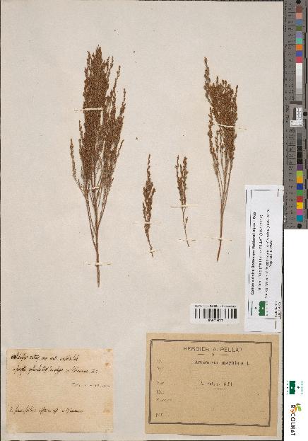 spécimen de Artemisia maritima