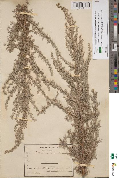 spécimen de Artemisia maritima