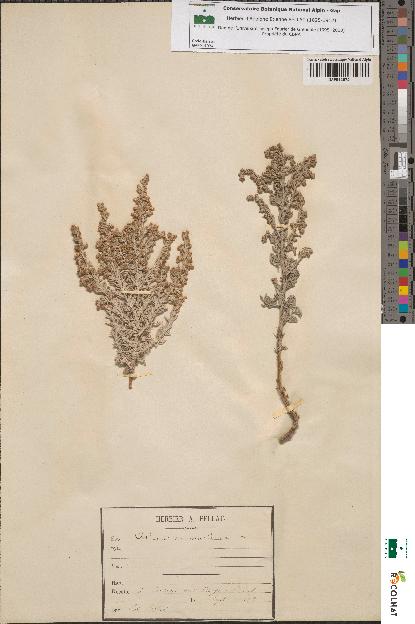 spécimen de Artemisia maritima