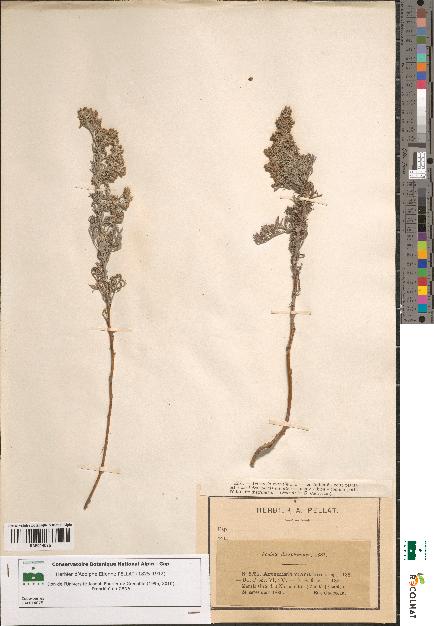 spécimen de Artemisia maritima