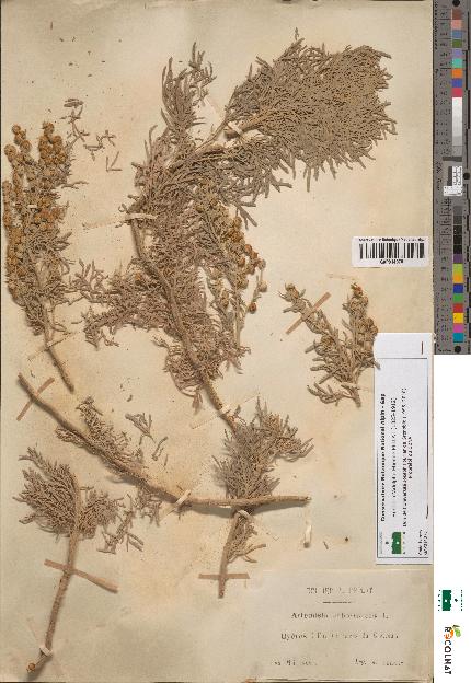 spécimen de Artemisia arborescens