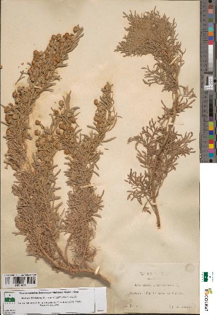 spécimen de Artemisia arborescens