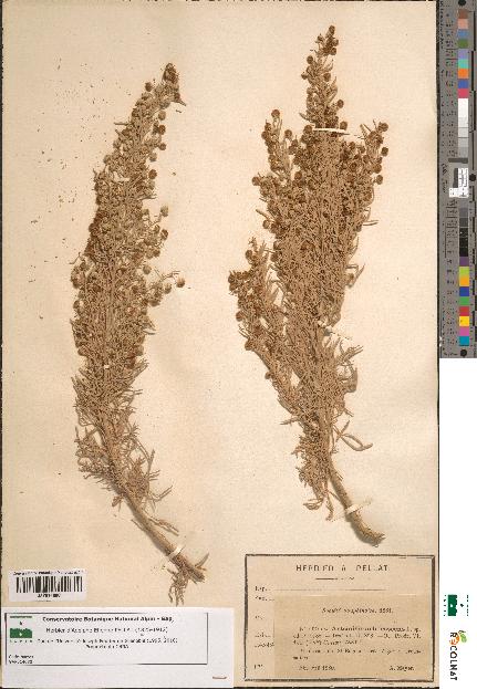 spécimen de Artemisia arborescens