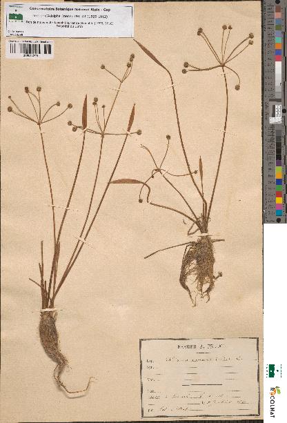 spécimen de Alisma ranunculoides