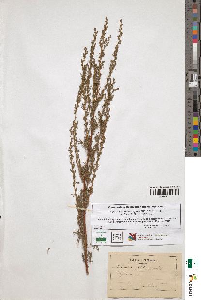 spécimen de Artemisia glutinosa