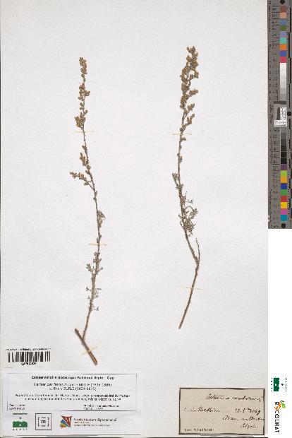 spécimen de Artemisia caerulescens