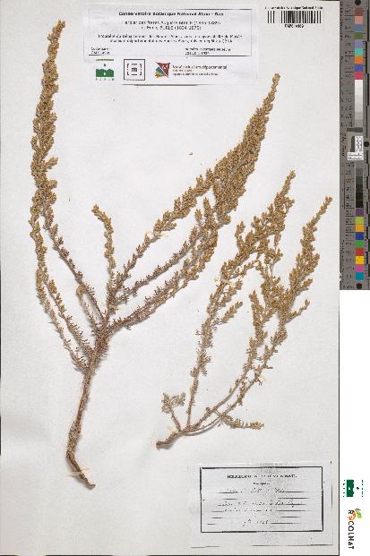 spécimen de Artemisia gallica