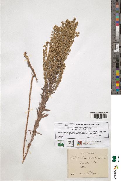 spécimen de Artemisia caerulescens