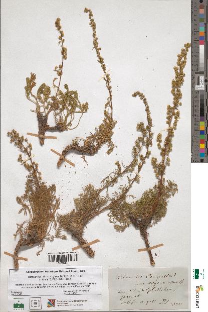 spécimen de Artemisia campestris