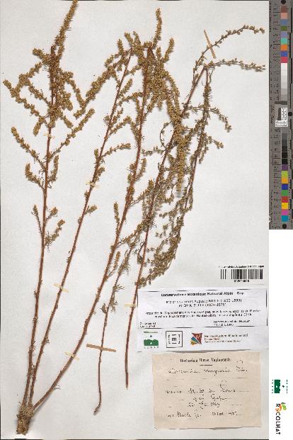 spécimen de Artemisia campestris