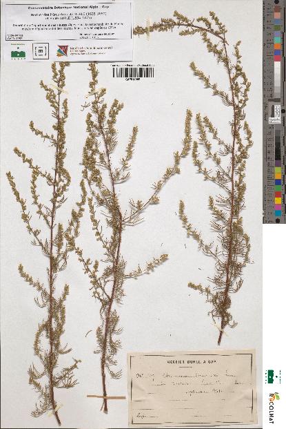 spécimen de Artemisia campestris