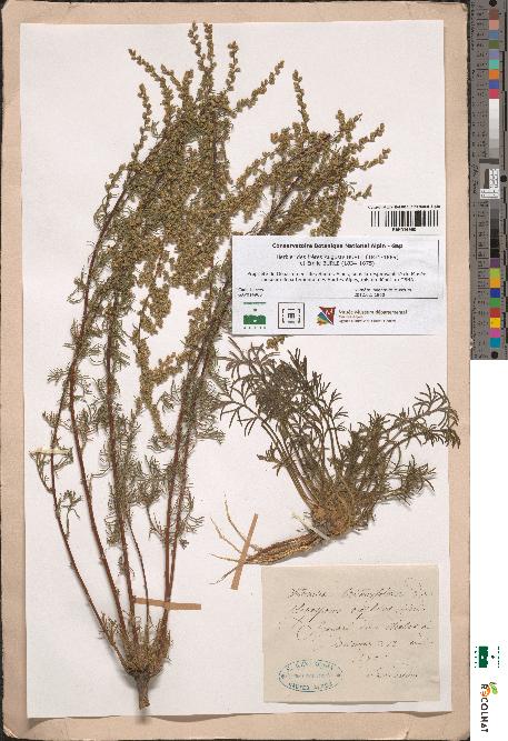 spécimen de Artemisia crithmifolia