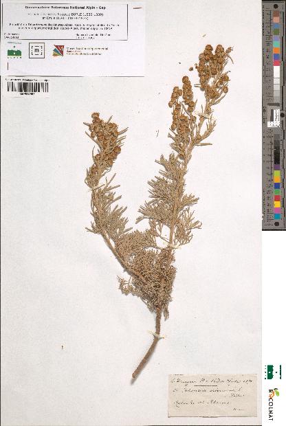 spécimen de Artemisia arborescens