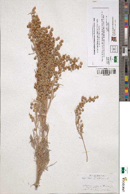 spécimen de Artemisia arborescens