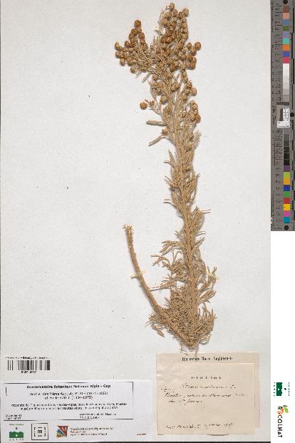 spécimen de Artemisia arborescens