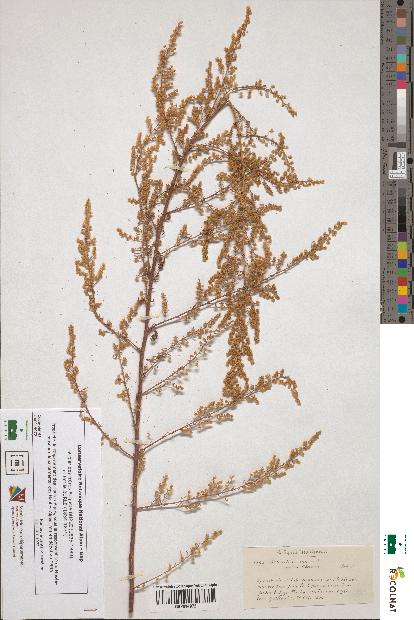 spécimen de Artemisia annua