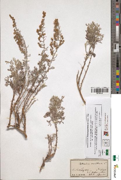 spécimen de Artemisia maritima