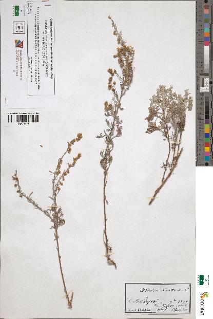 spécimen de Artemisia maritima