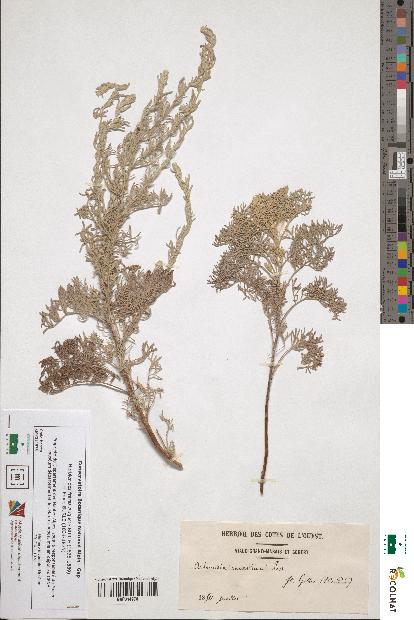 spécimen de Artemisia maritima