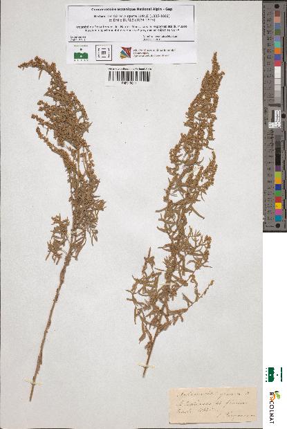 spécimen de Artemisia glauca