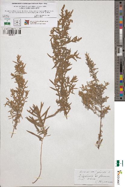 spécimen de Artemisia glauca