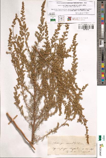 spécimen de Artemisia variabilis