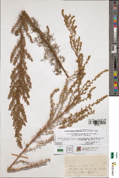 spécimen de Artemisia variabilis