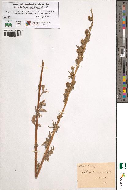 spécimen de Artemisia sericea