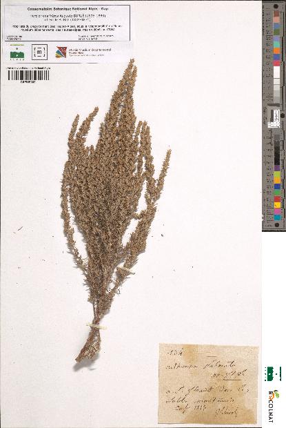 spécimen de Artemisia palmata