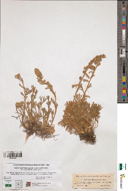 spécimen de Artemisia baumgartenii