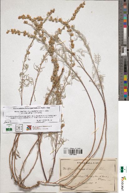 spécimen de Artemisia incanescens