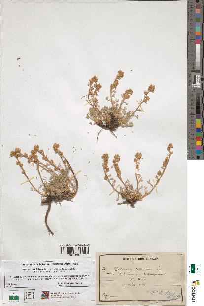 spécimen de Artemisia mutellina