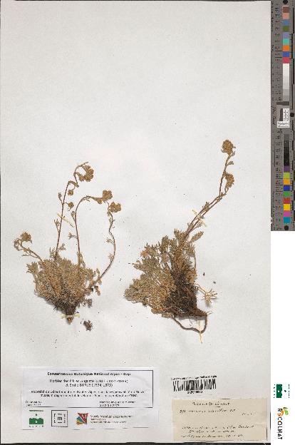 spécimen de Artemisia mutellina