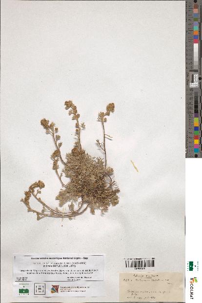 spécimen de Artemisia mutellina