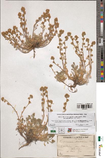 spécimen de Artemisia mutellina