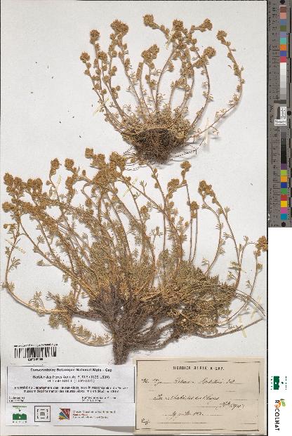 spécimen de Artemisia mutellina