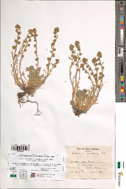 spécimen de Artemisia mutellina