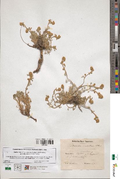 spécimen de Artemisia mutellina