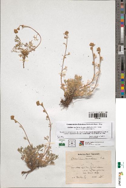 spécimen de Artemisia mutellina