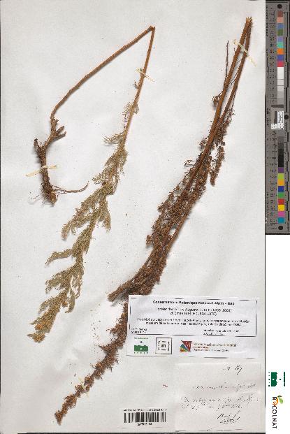 spécimen de Artemisia chamaemelifolia